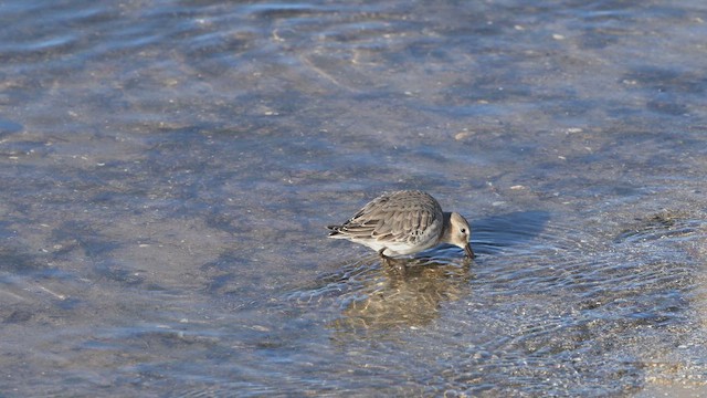 Bécasseau variable - ML644217229