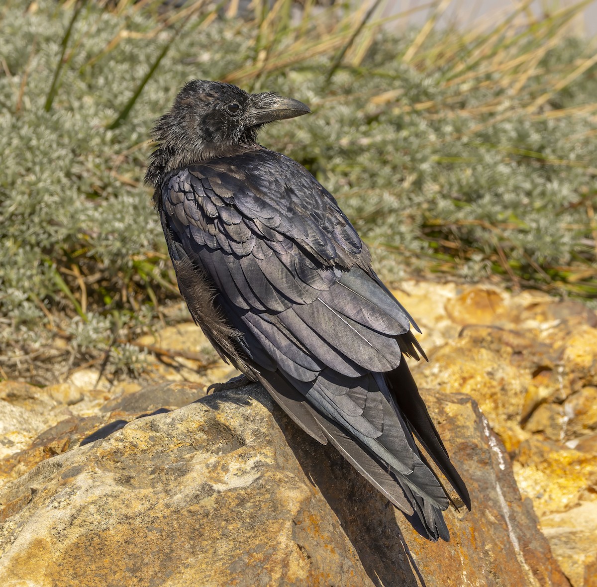 Common Raven - ML644217231