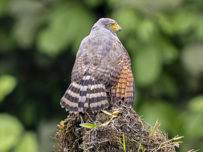 Roadside Hawk - ML644217249