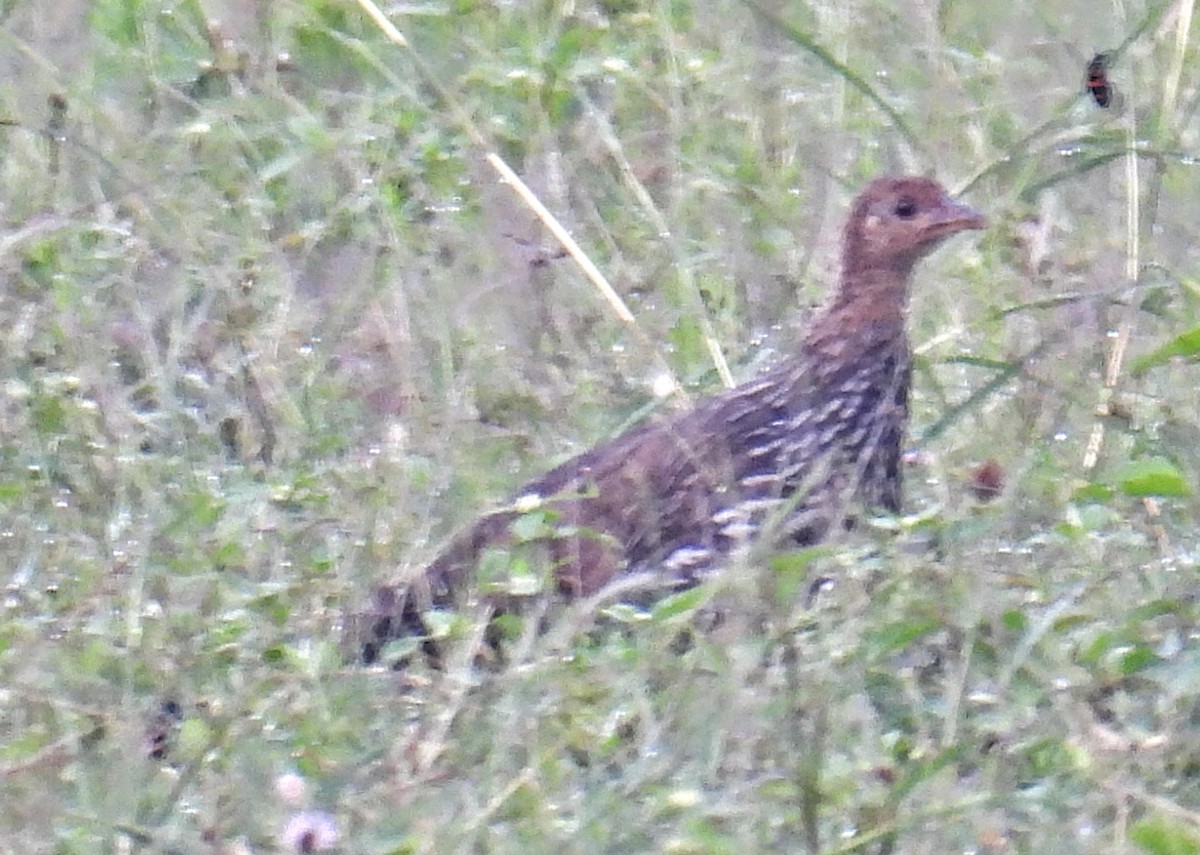Jungle Bush-Quail - ML644217260