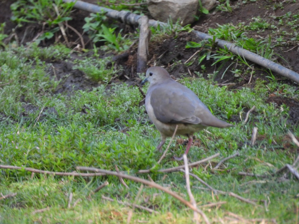 White-tipped Dove - ML644217262