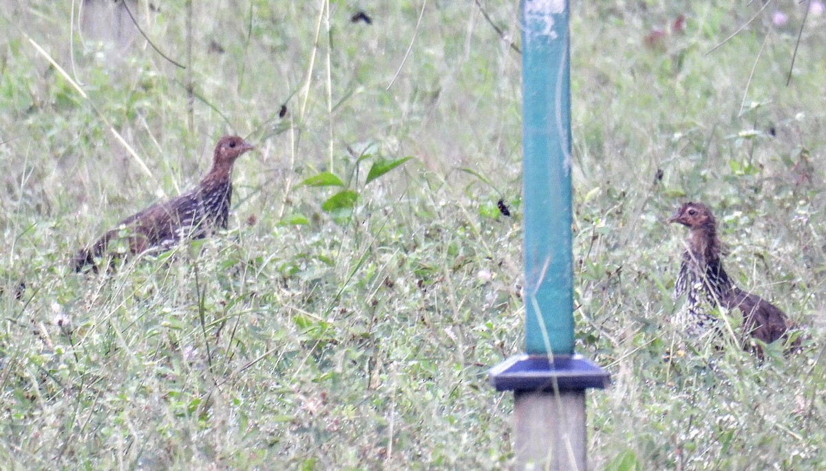 Jungle Bush-Quail - ML644217263