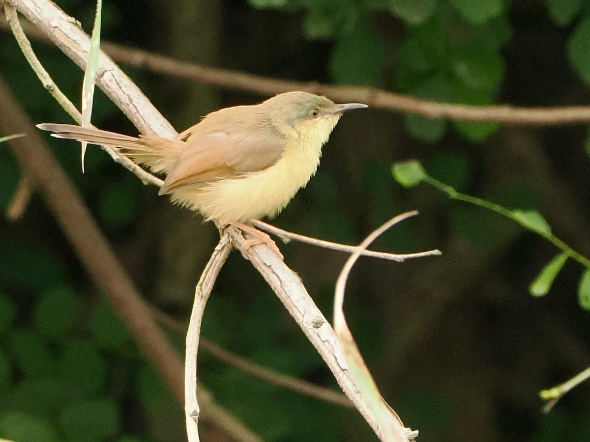 Prinia Cenicienta - ML644217272