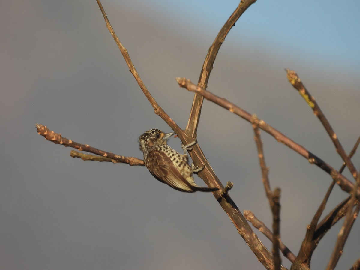 Zebrazwergspecht - ML644217276