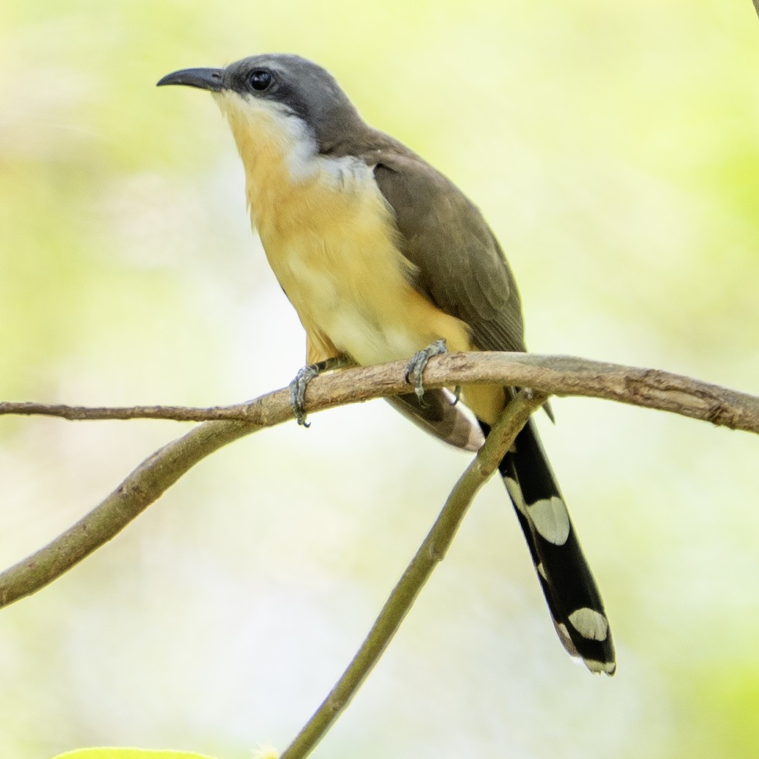 Кукліло бурий - ML644217278