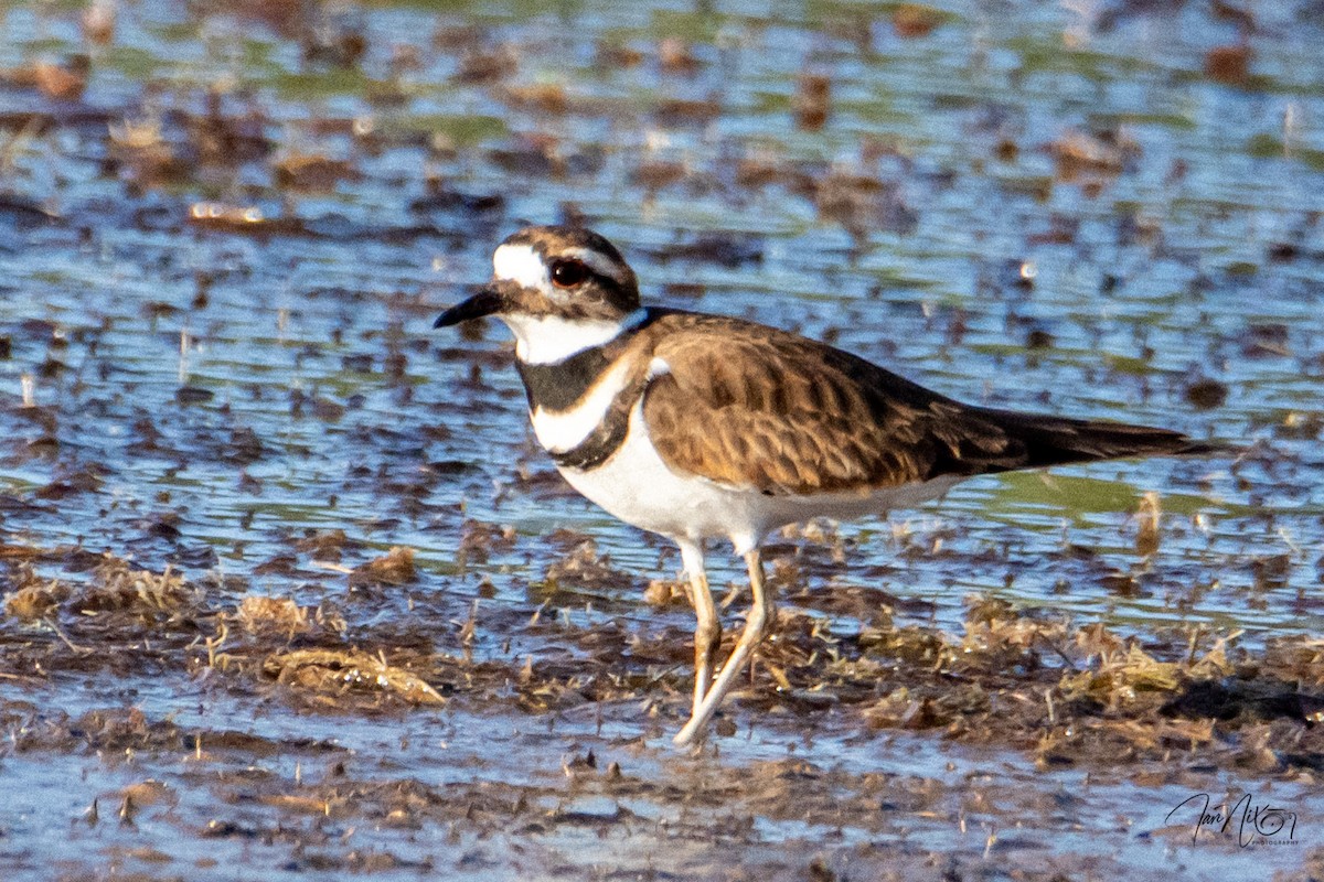 kulík rezavoocasý - ML644217281