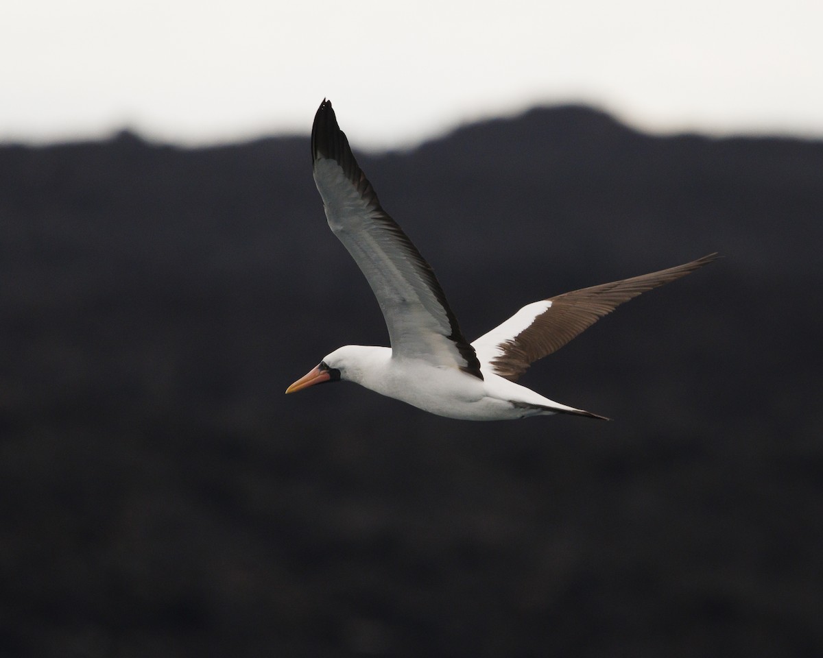 Nazca Booby - ML644217285