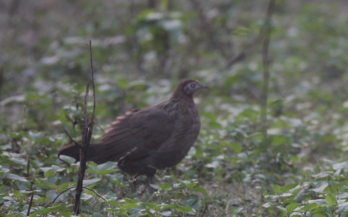 セキショクヤケイ - ML644217302