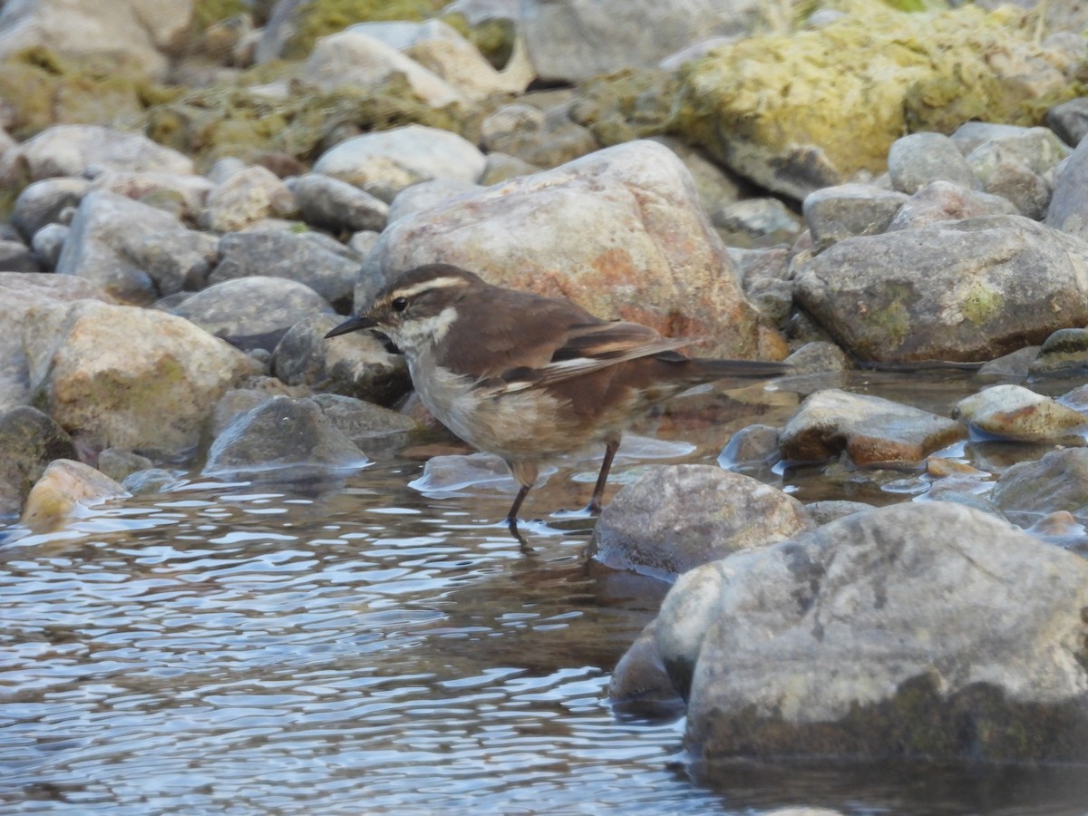 White-winged Cinclodes - ML644217307