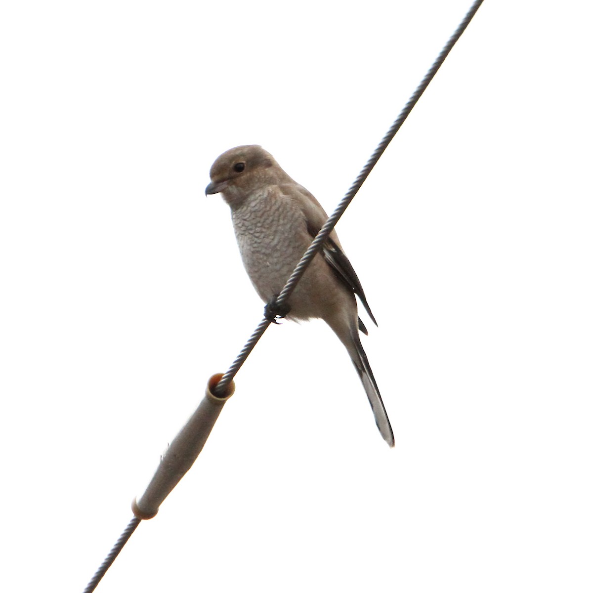 Northern Shrike - ML644217322