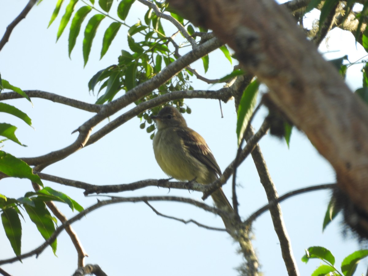 Highland Elaenia - ML644217328