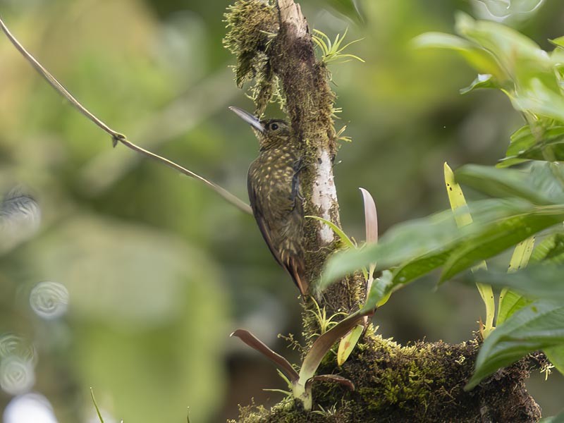 Spotted Woodcreeper - ML644217331