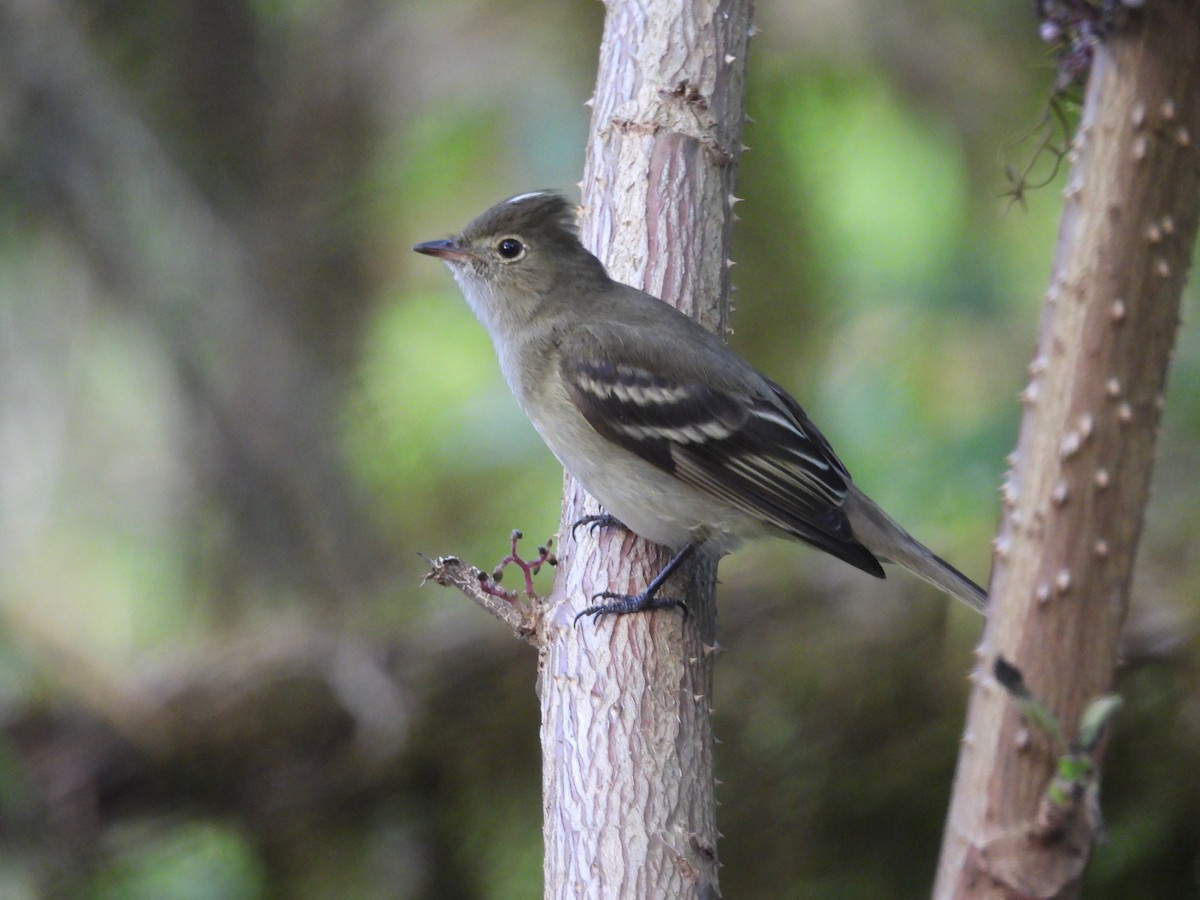シラギクタイランチョウ - ML644217343