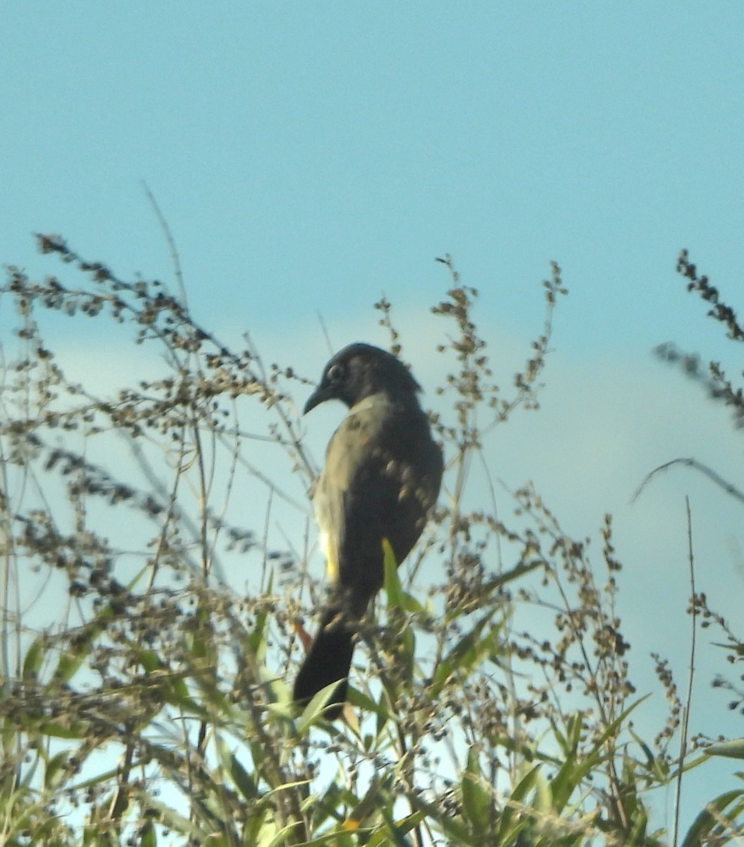 White-spectacled Bulbul - ML644217352