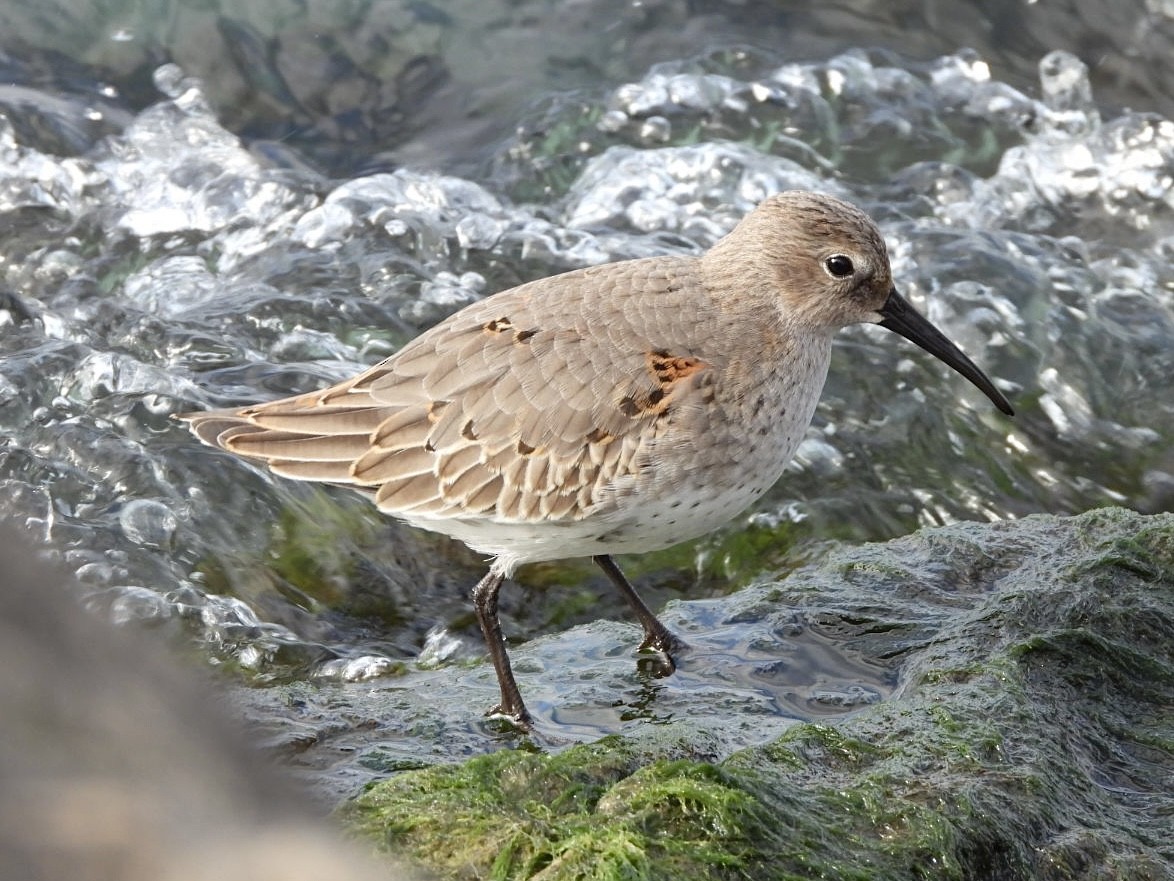 Dunlin - ML644217366