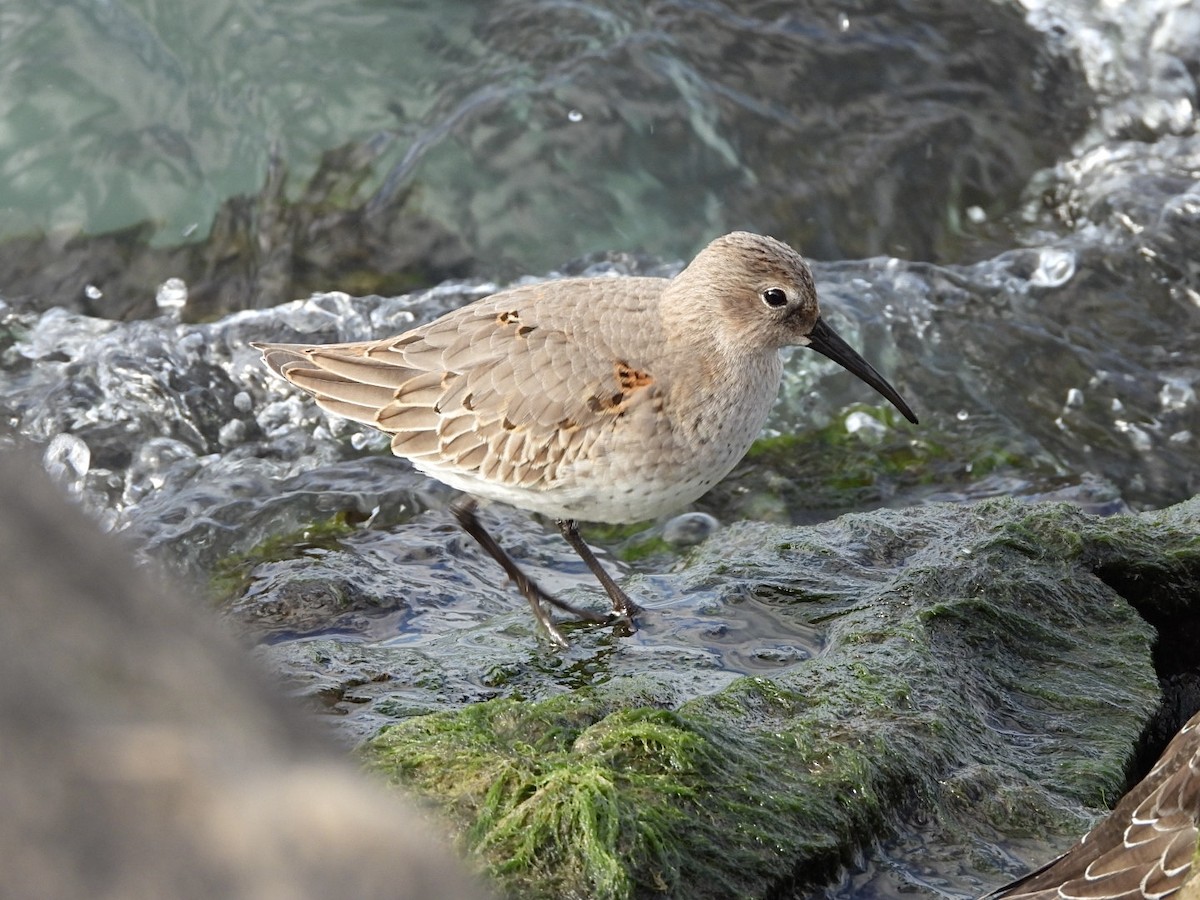 Dunlin - ML644217367