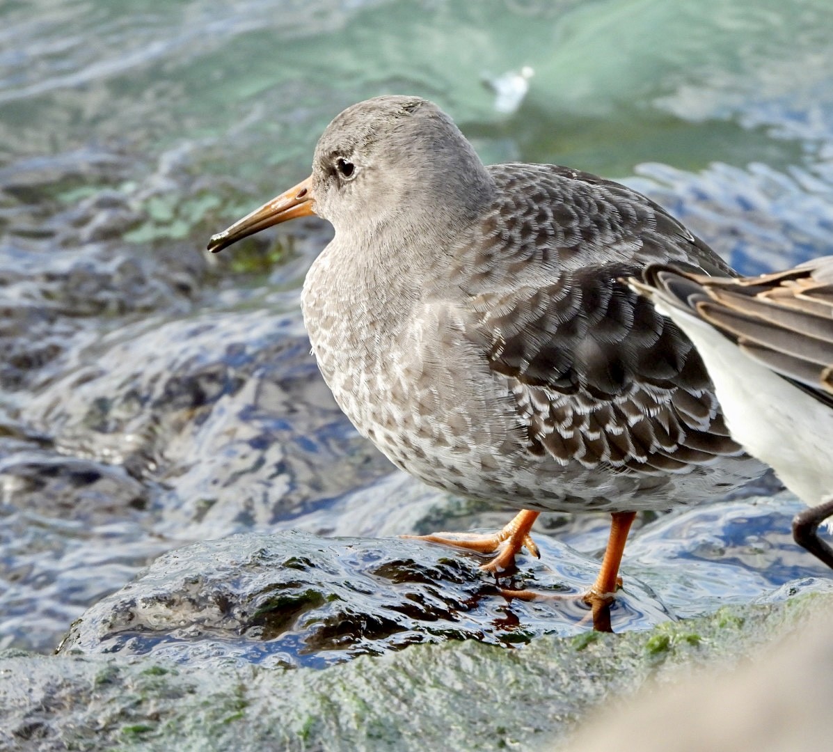 Purple Sandpiper - ML644217398