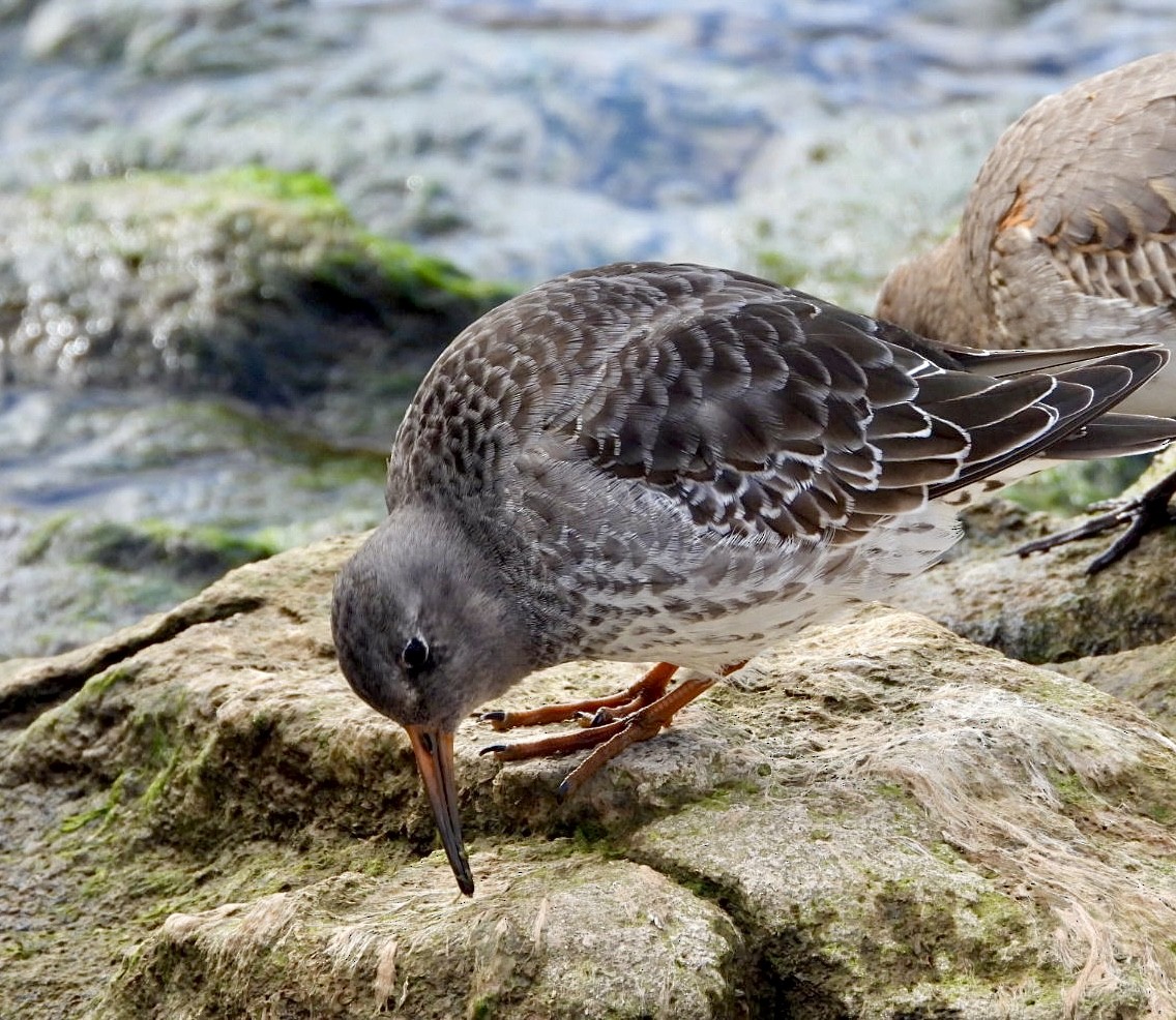 Purple Sandpiper - ML644217399