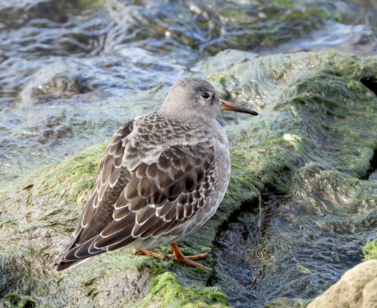 Purple Sandpiper - ML644217400