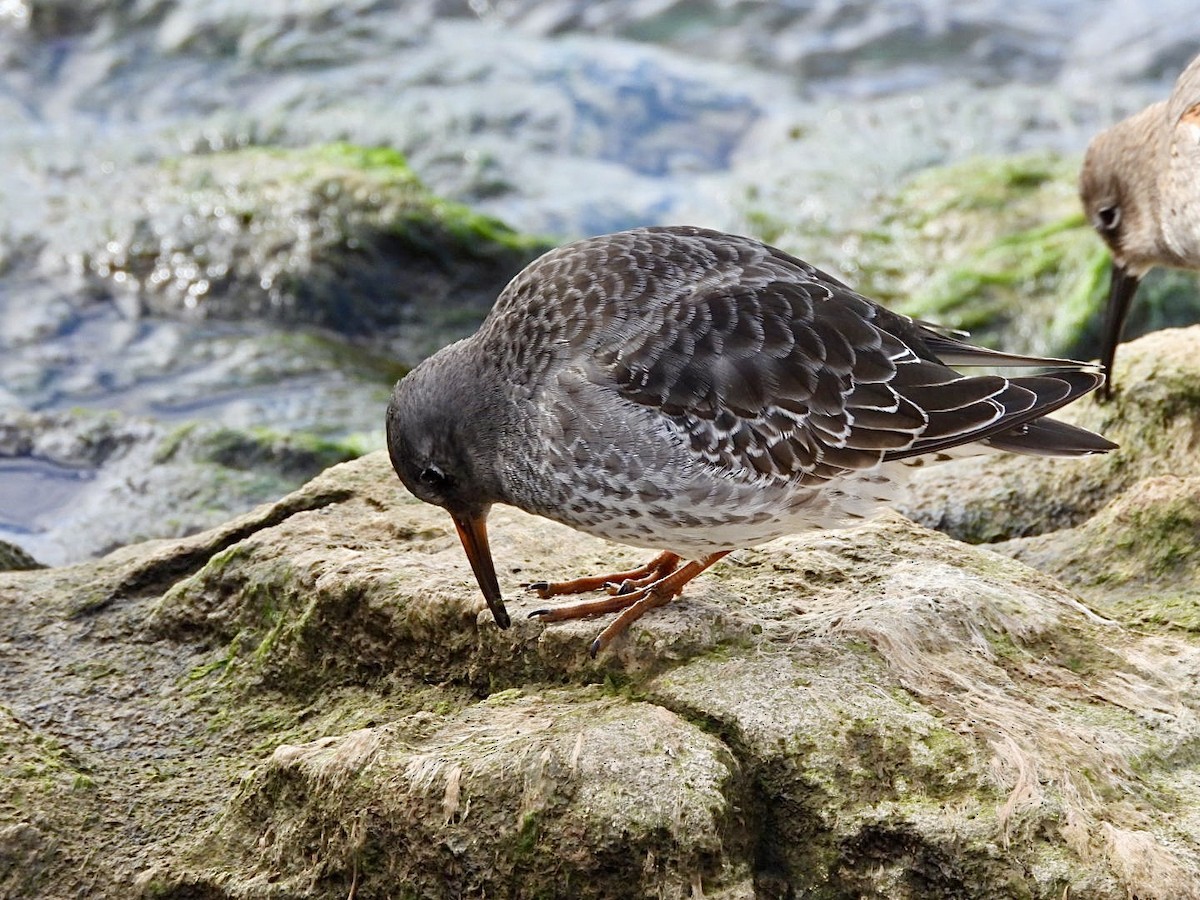 Purple Sandpiper - ML644217401
