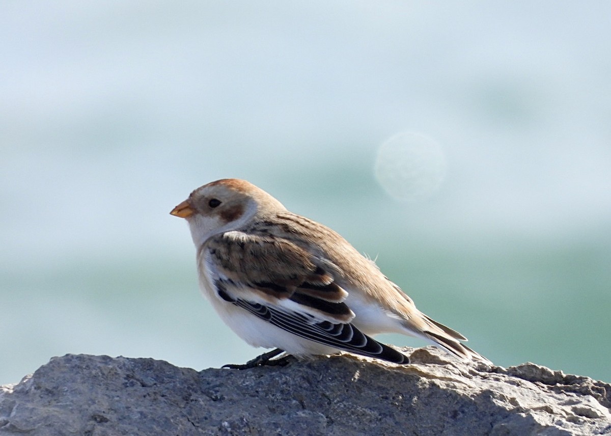 Snow Bunting - ML644217407