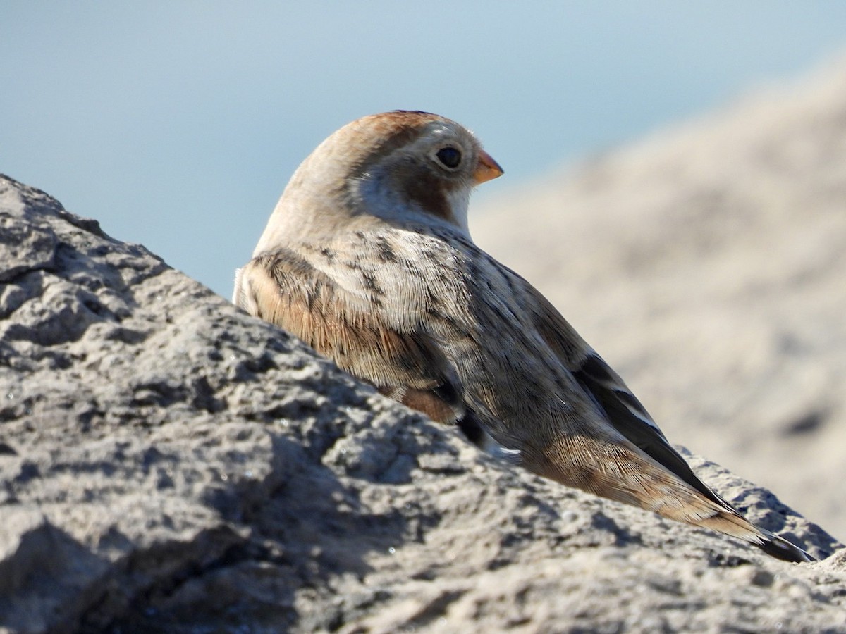 Snow Bunting - ML644217408