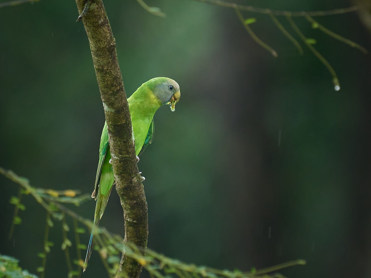 Plum-headed Parakeet - ML644217423