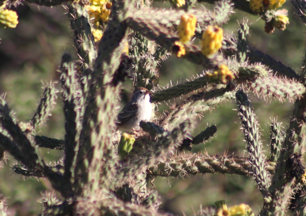 Rufous-winged Sparrow - ML644217439