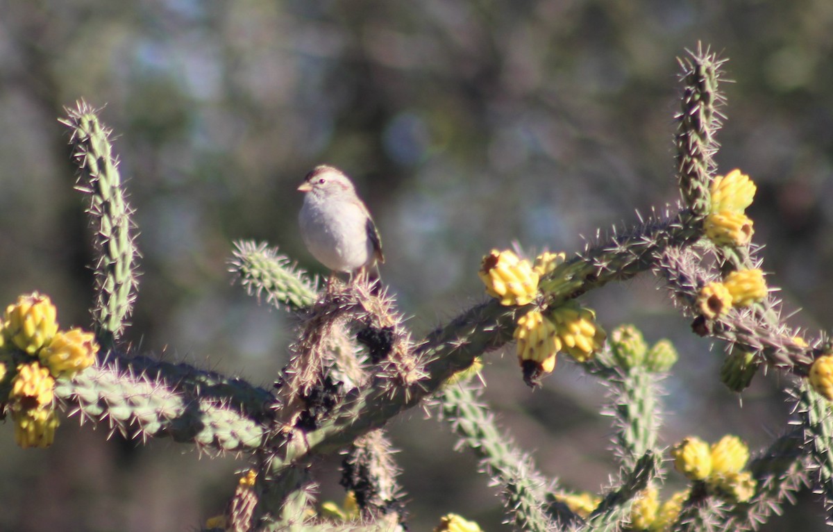 Rufous-winged Sparrow - ML644217440