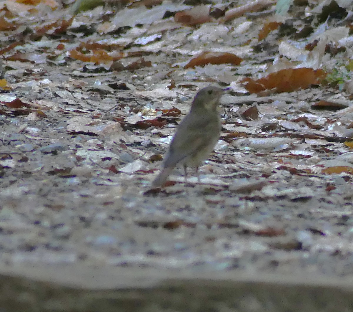 Hermit Thrush - ML644217441