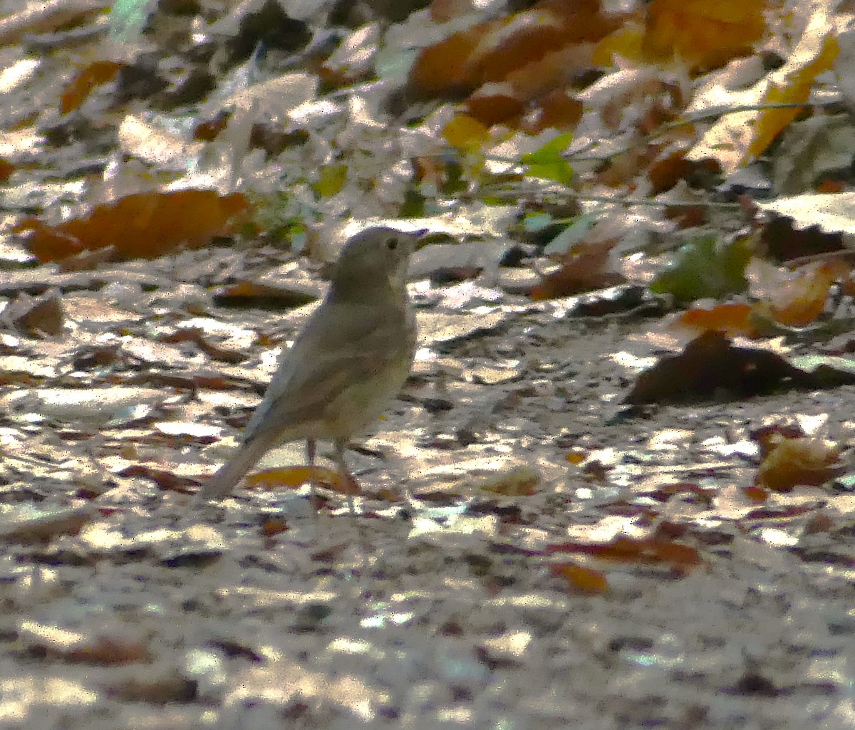 Hermit Thrush - ML644217445