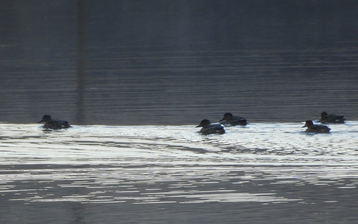 Green-winged Teal - ML644217462