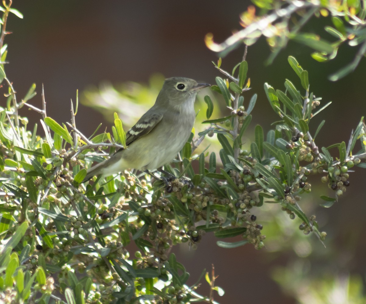 シラギクタイランチョウ - ML644217463