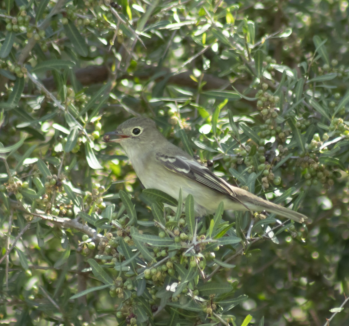 シラギクタイランチョウ - ML644217464