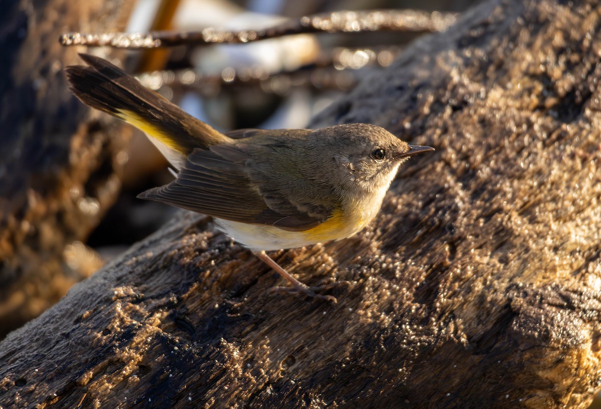 American Redstart - ML644217465