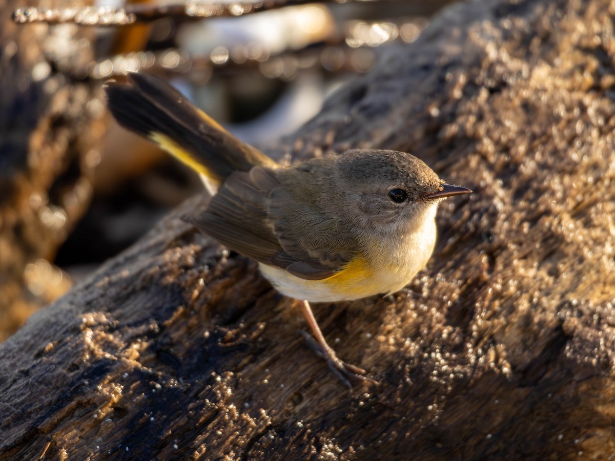 American Redstart - ML644217466