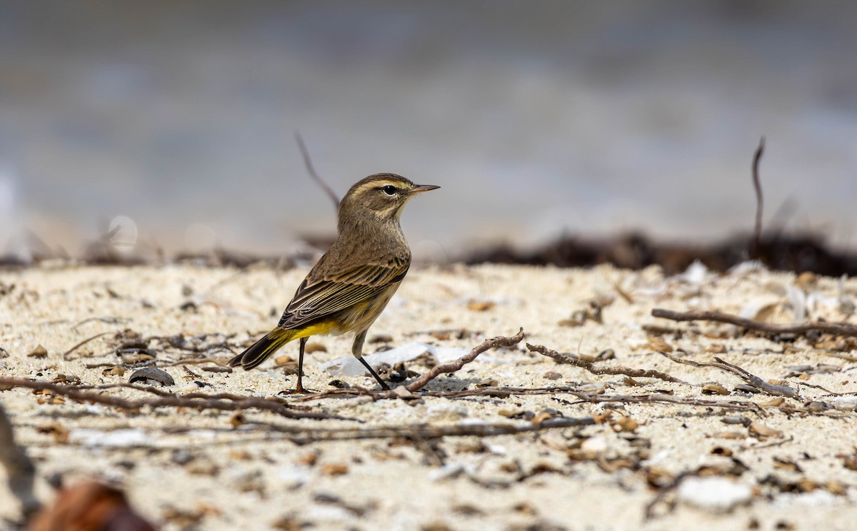 Palm Warbler - ML644217471