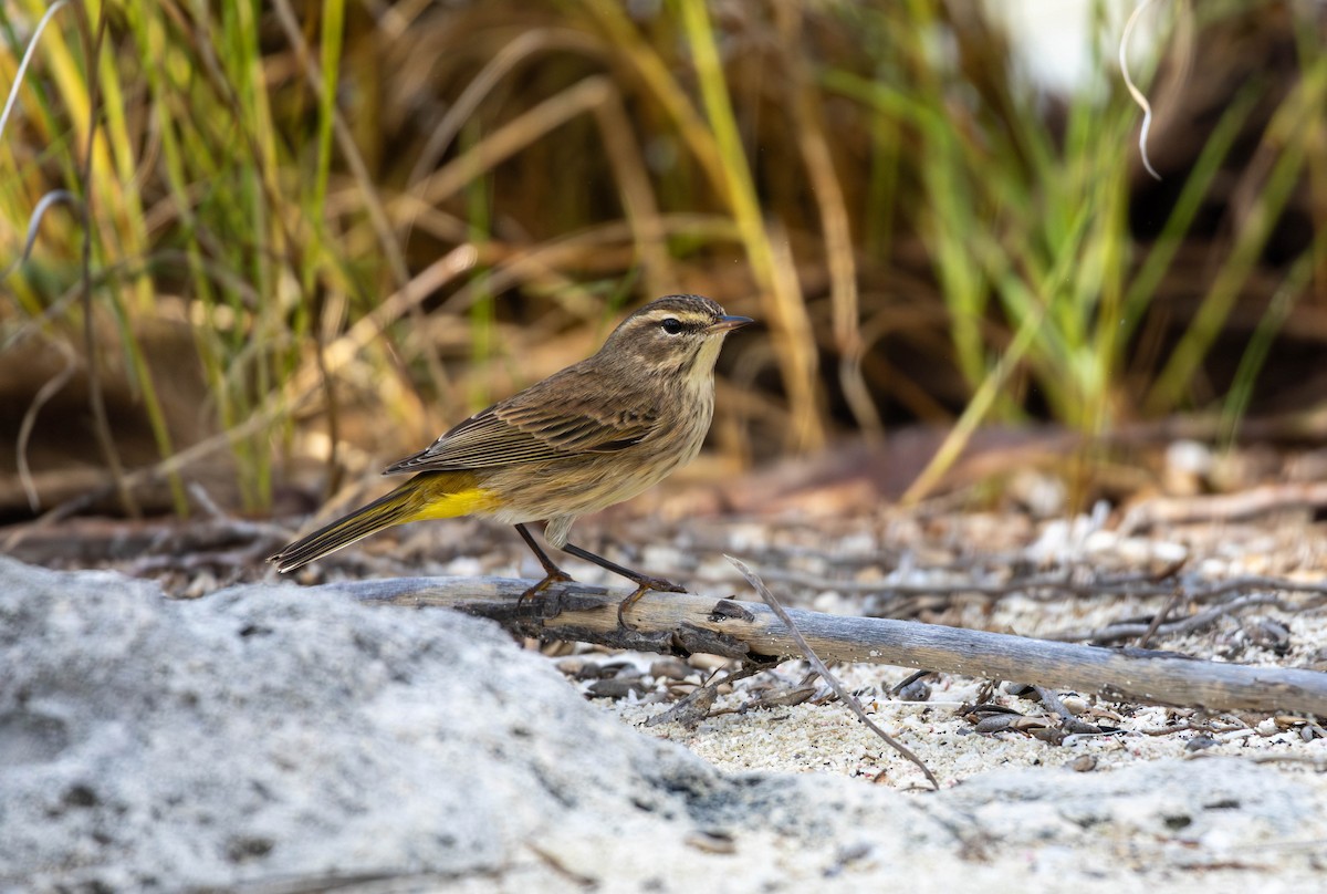 Palm Warbler - ML644217472