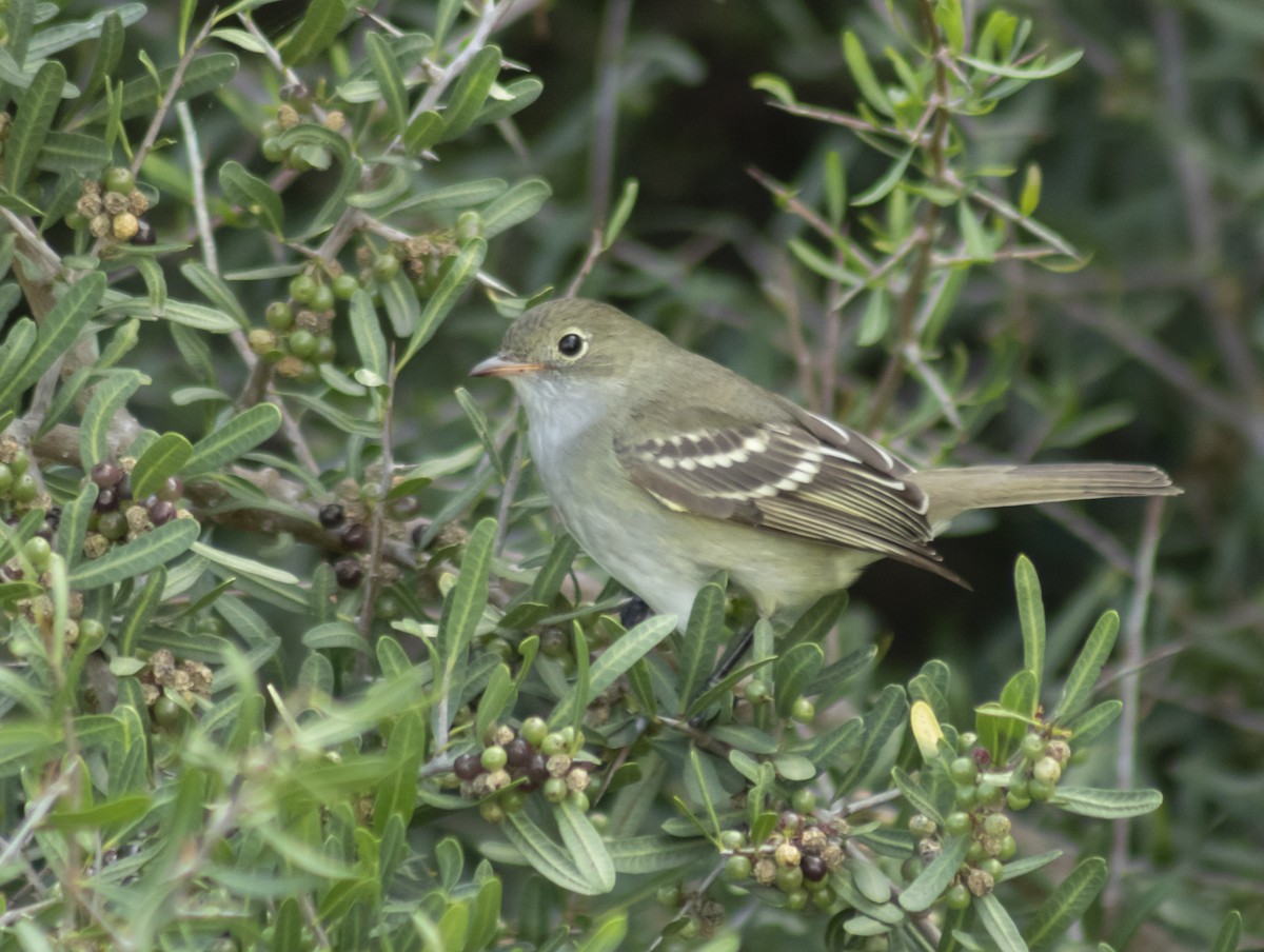 Small-billed Elaenia - ML644217473