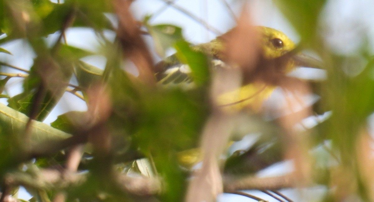 Common Iora - ML644217474