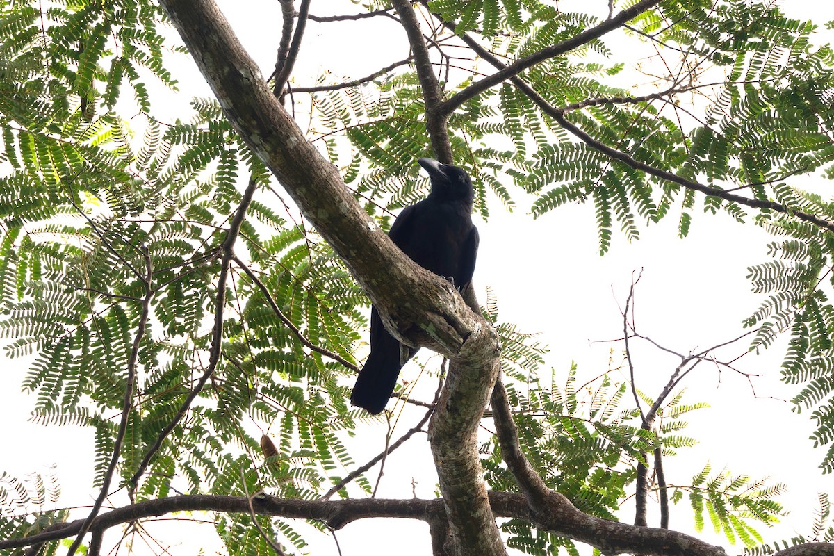 Sulawesi Crow - ML644217476
