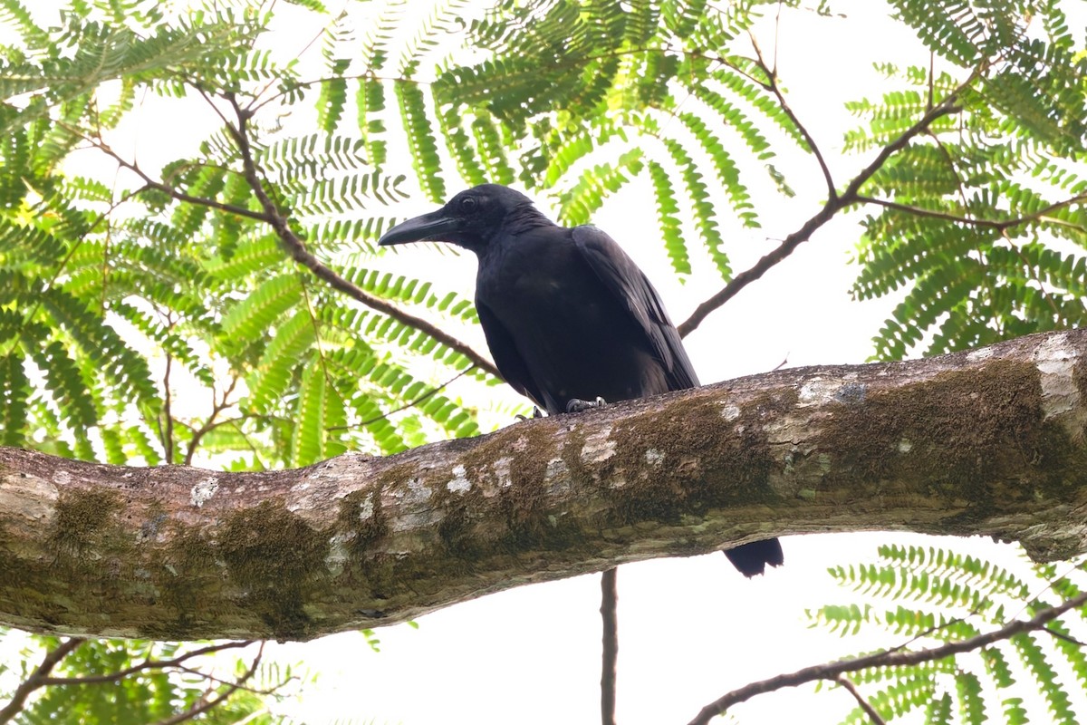 Sulawesi Crow - ML644217477