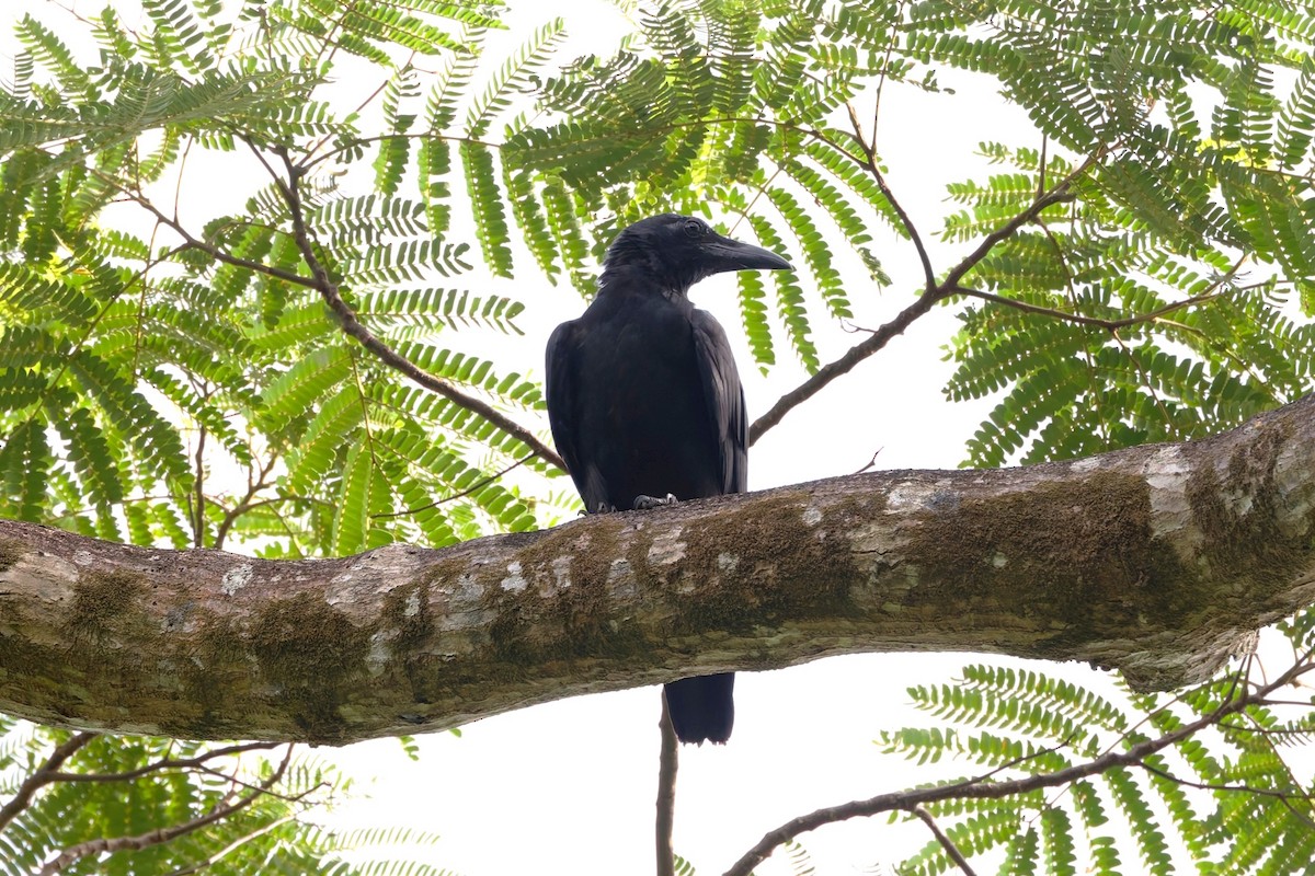 Sulawesi Crow - ML644217479