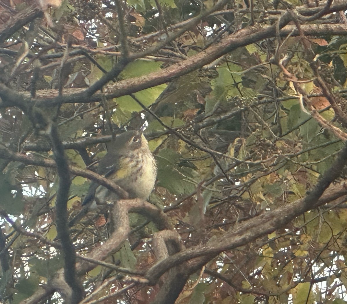 lesňáček žlutoskvrnný - ML644217490