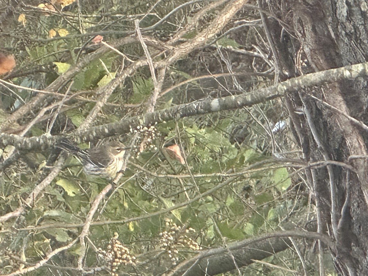 lesňáček žlutoskvrnný - ML644217491