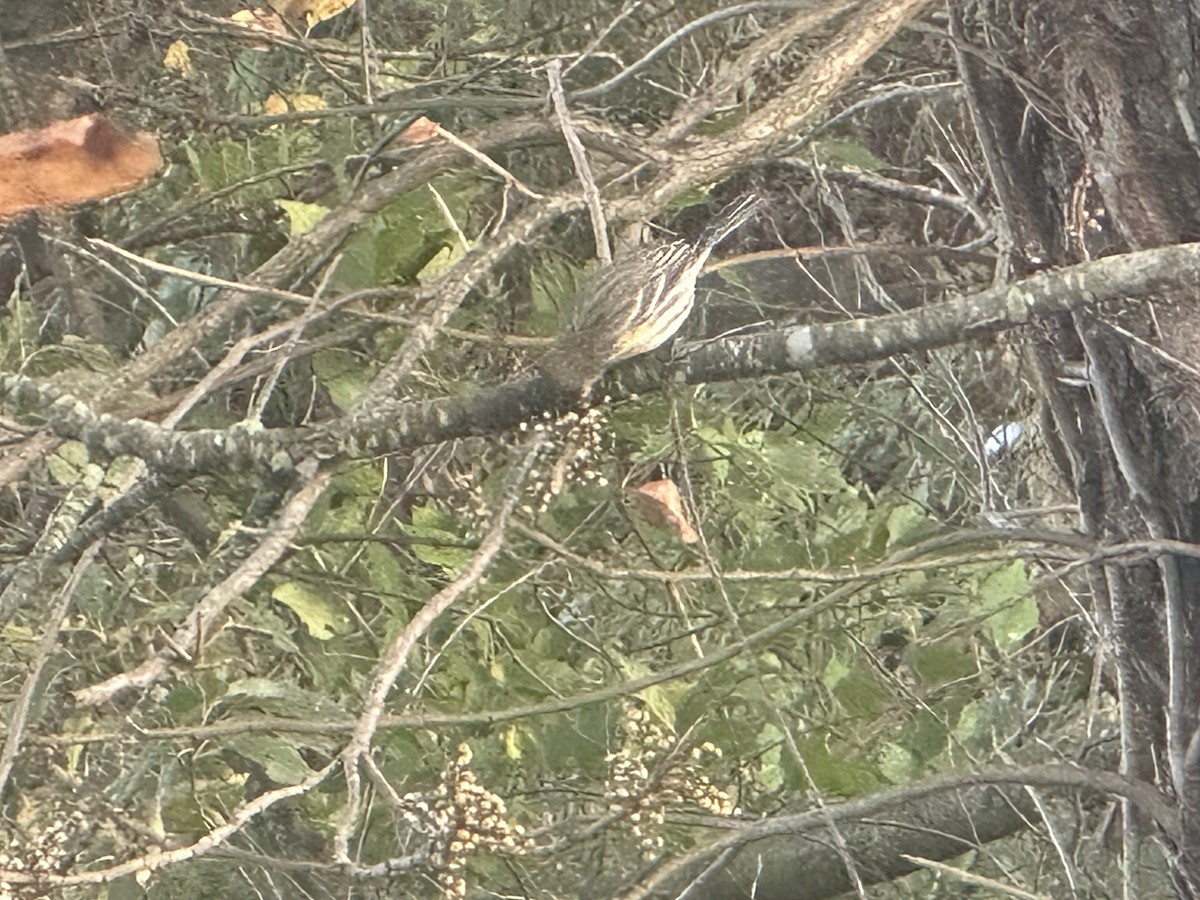 lesňáček žlutoskvrnný - ML644217492