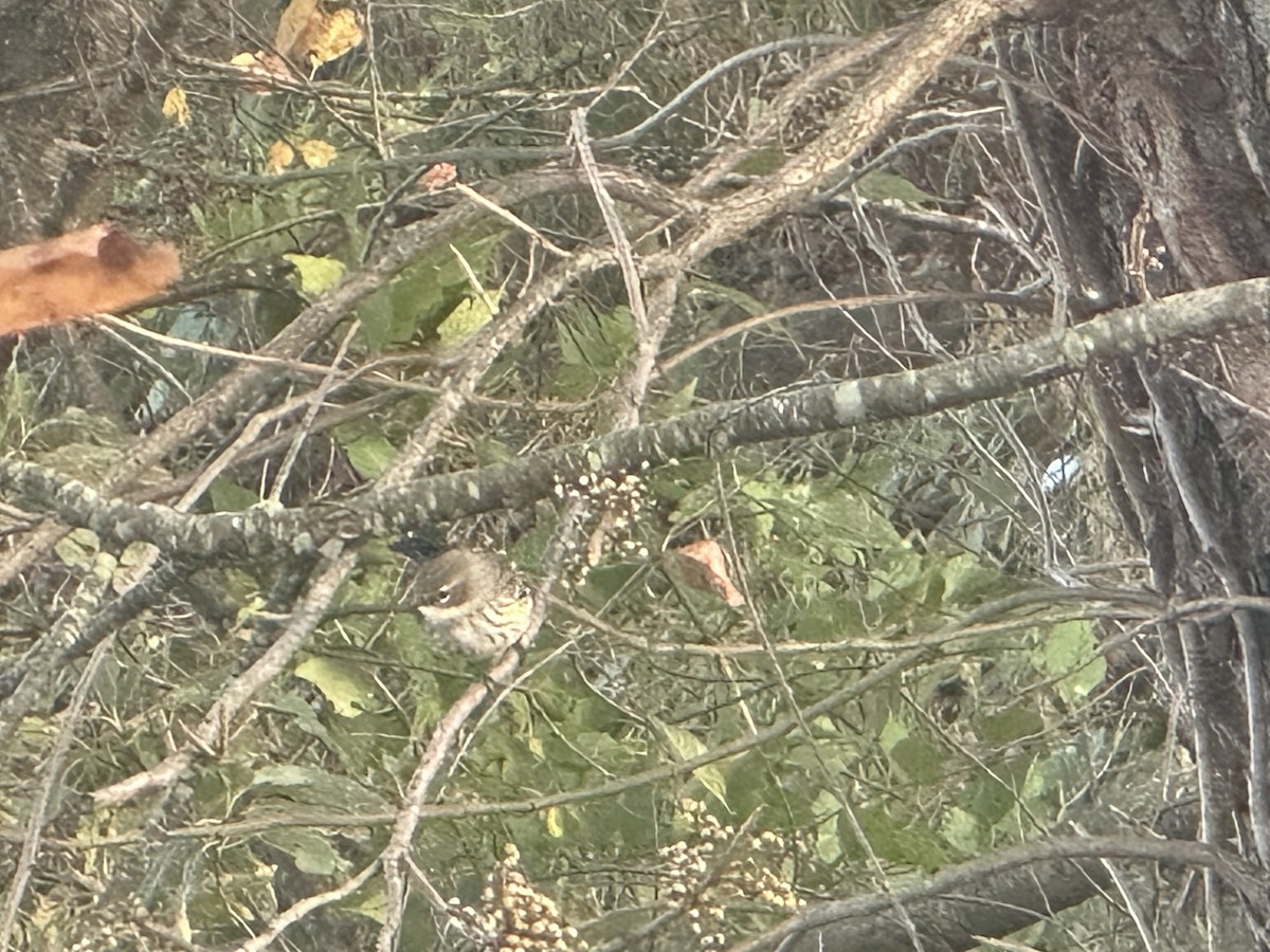 lesňáček žlutoskvrnný - ML644217493