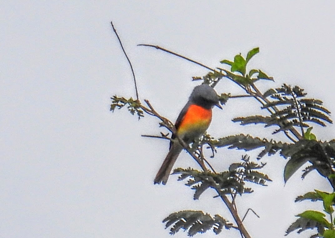 Small Minivet - ML644217498
