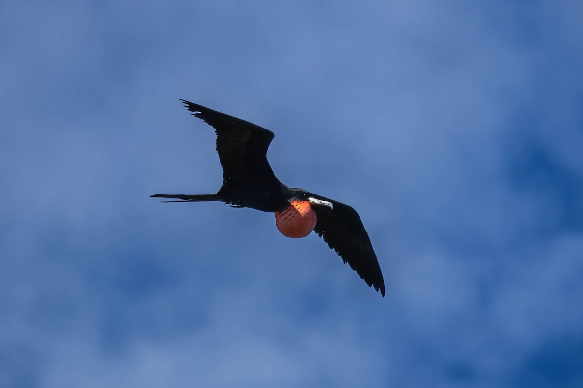 Magnificent Frigatebird - ML644217500