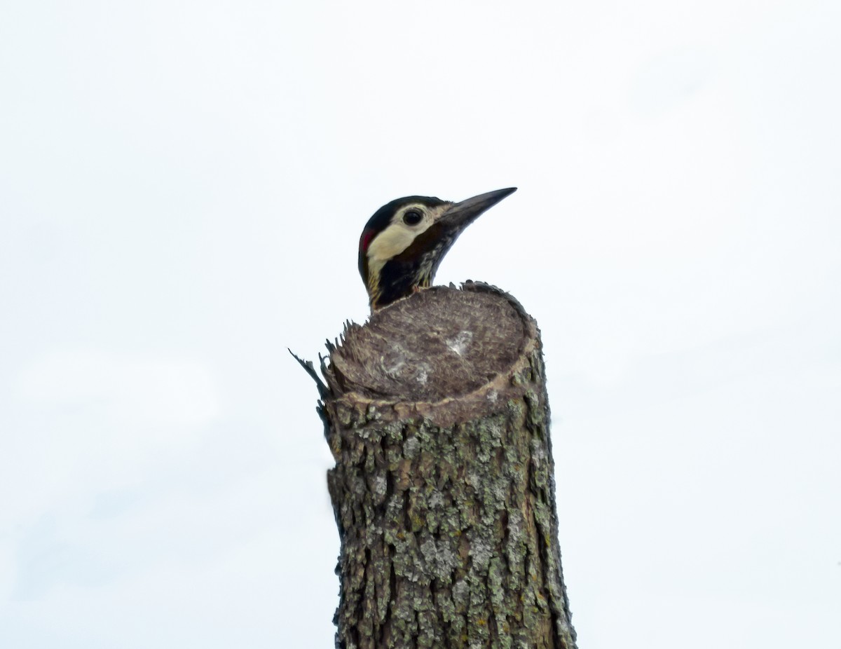 Green-barred Woodpecker - ML644217507